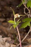 Large whorled pogonia